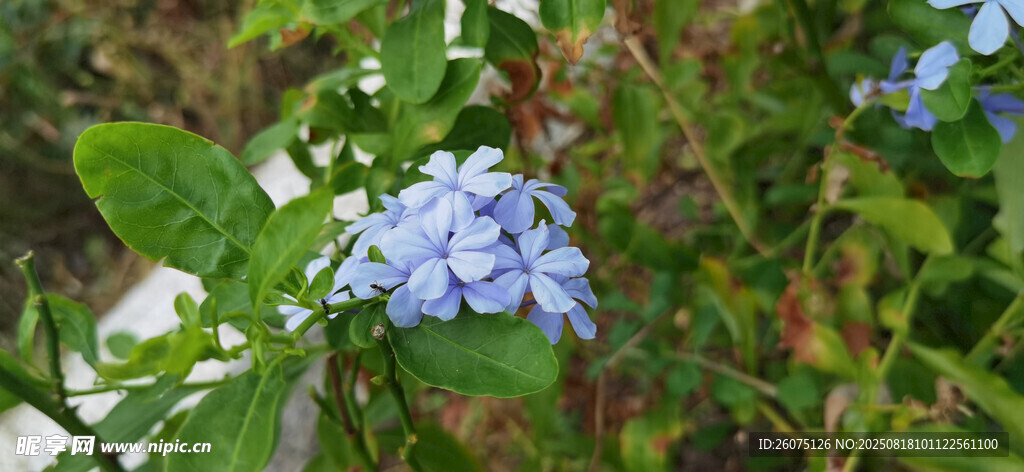 蓝绣球花绽放于绿叶间