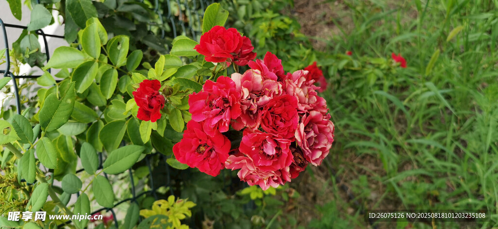 娇艳红花朵与绿叶相伴