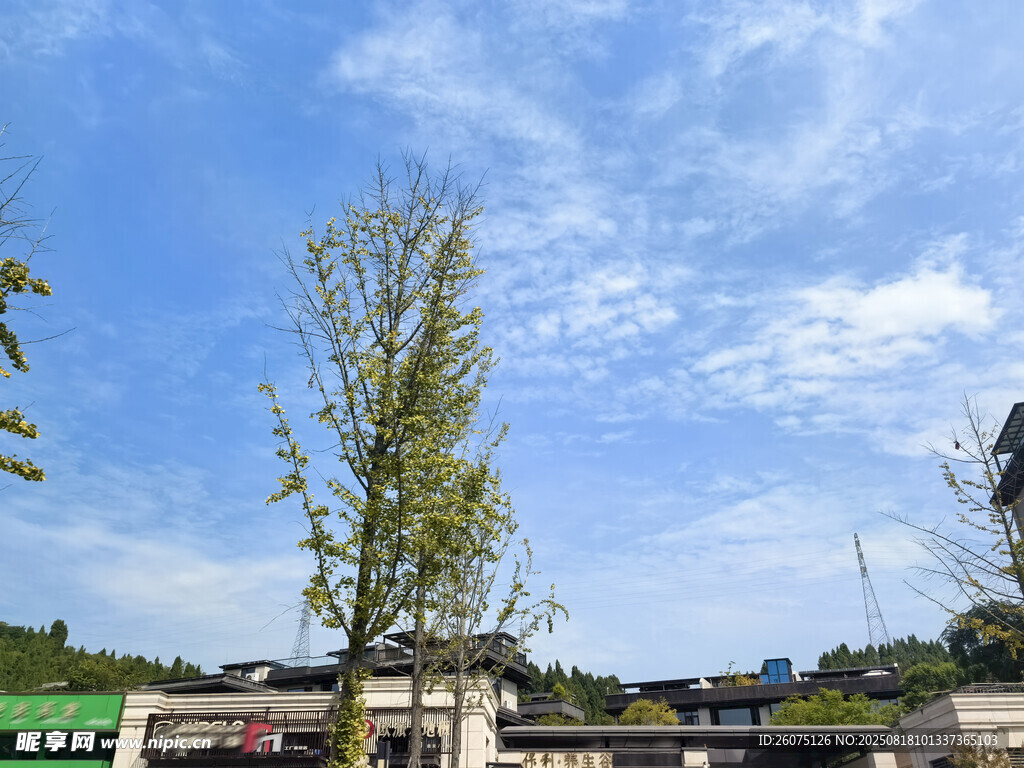 蓝天白云下的挺拔绿树与建筑屋顶