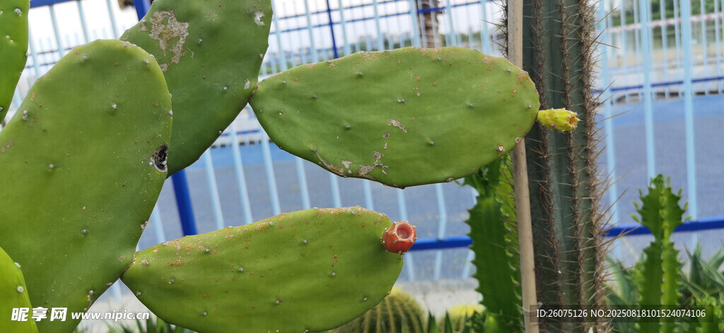 带花仙人掌特写