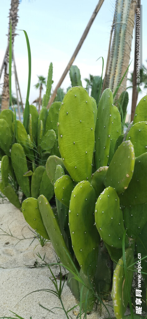 翠绿仙人掌种植园景观