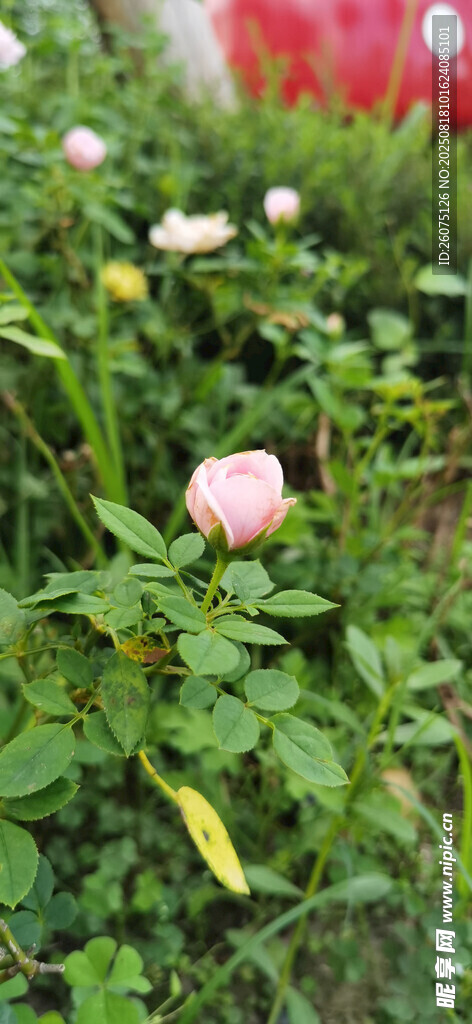 娇艳绽放的粉色月季花