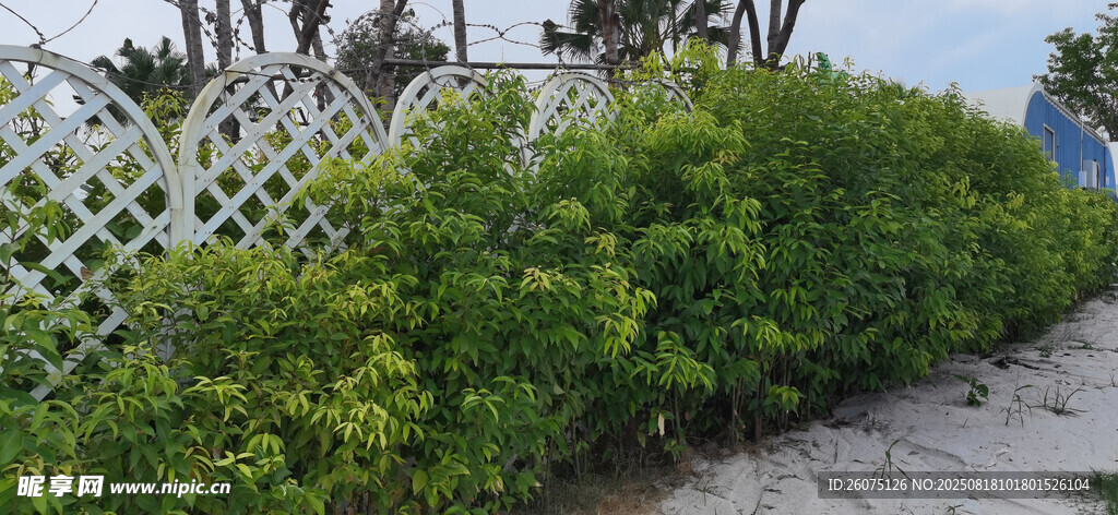 海边绿植与白色栅栏景观