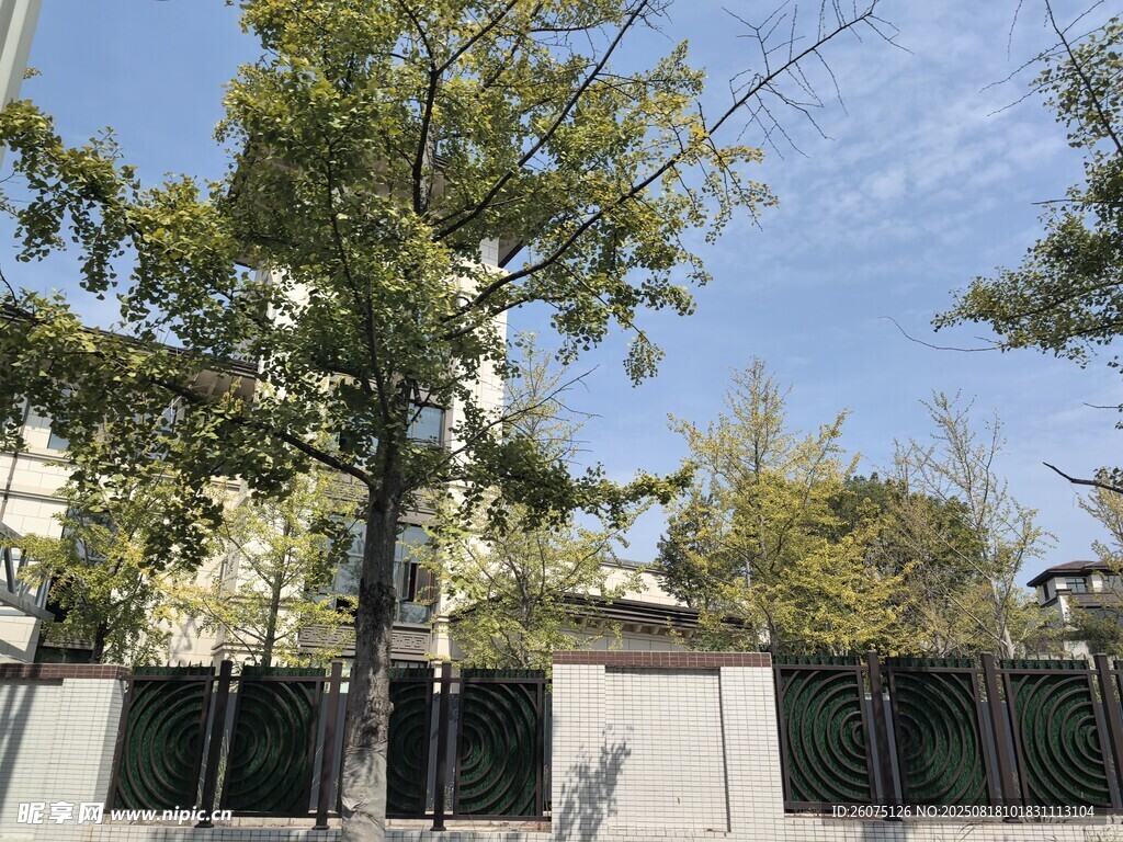 户外绿树与围墙景致