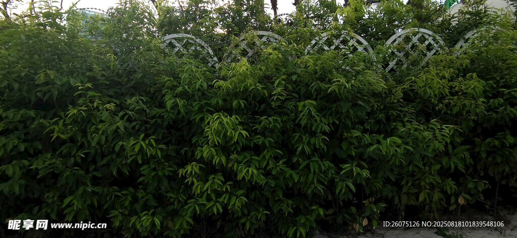茂密绿植墙景观