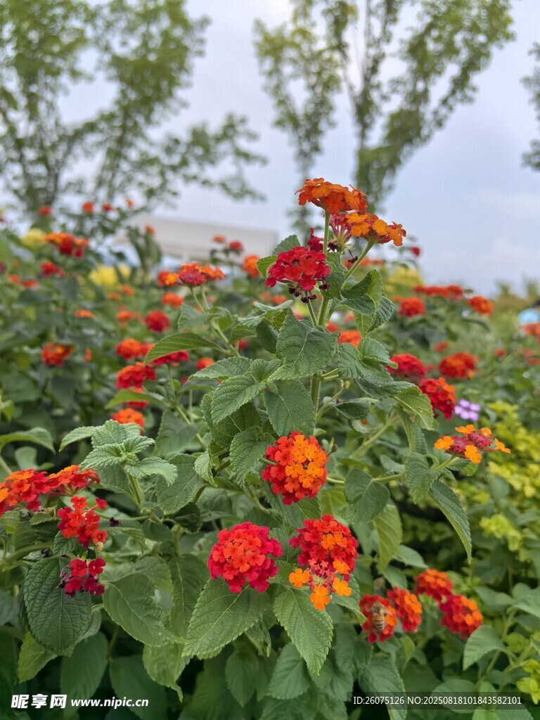 鲜艳花丛绽放美丽花朵