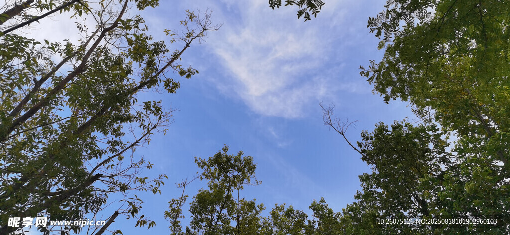 林间仰望蓝天绿树美景