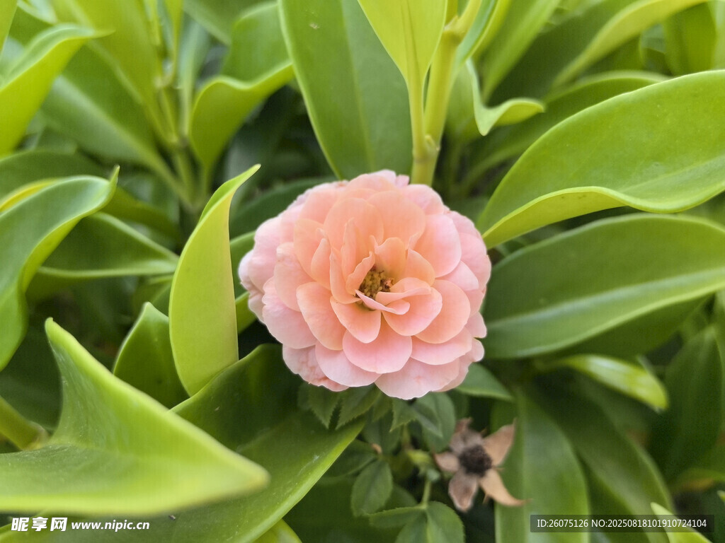 娇艳粉色茶花与绿叶相伴
