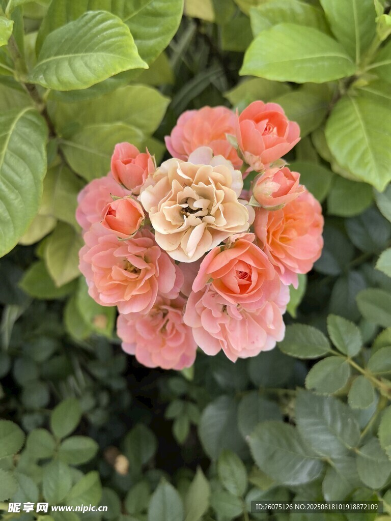 粉色簇拥的娇艳月季花