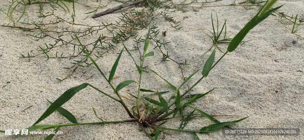 沙地上的绿色野草