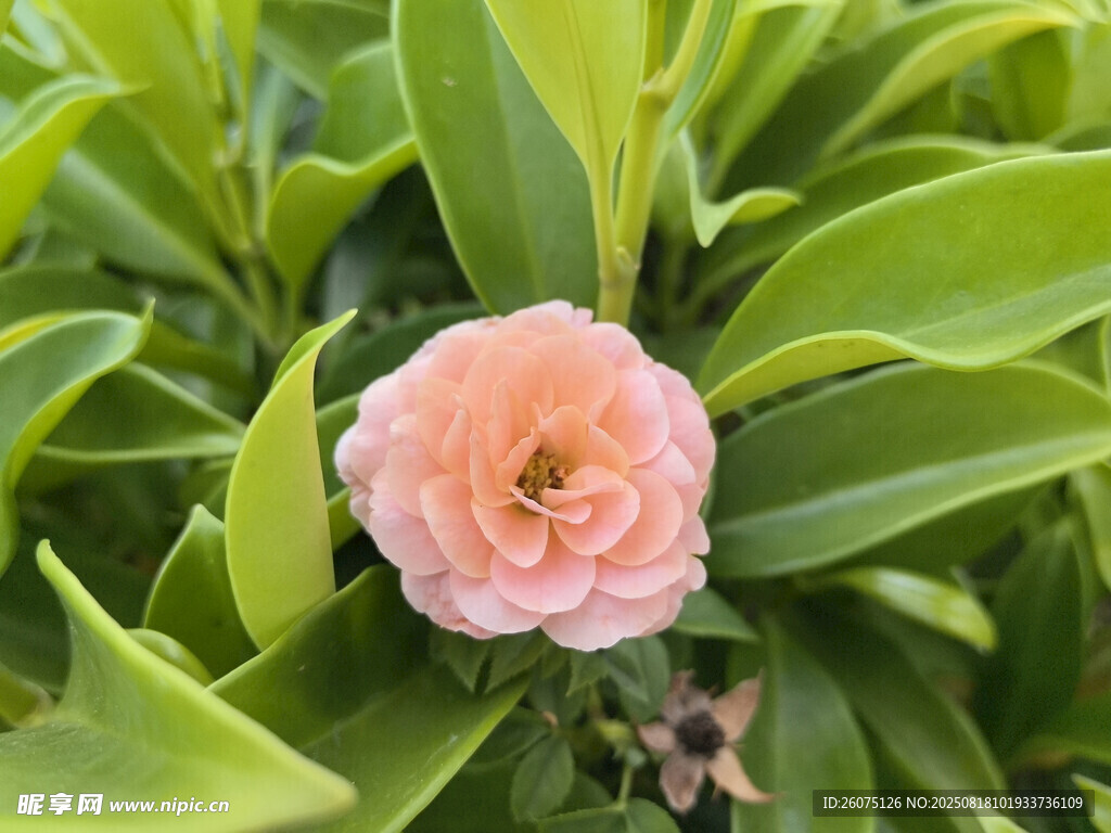 娇艳粉色山茶花绽放绿叶间