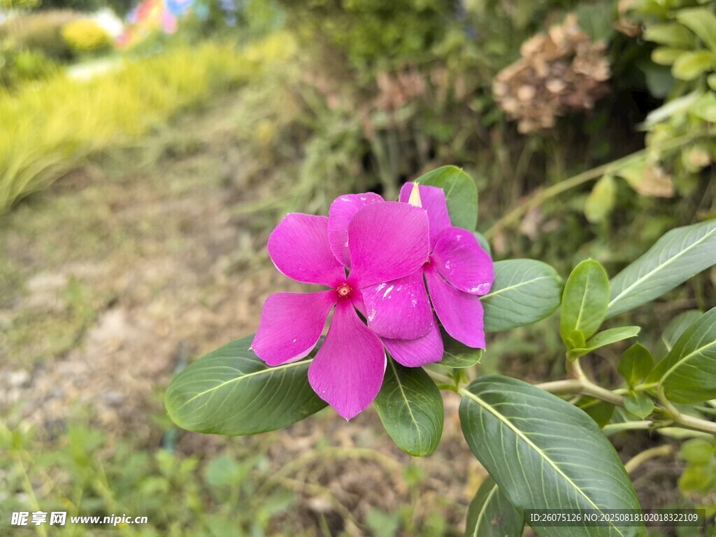 娇艳粉色花朵绽放绿叶间