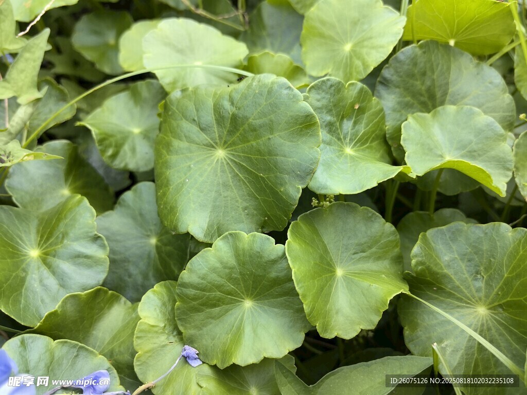 翠绿圆叶与蓝花的清新景致