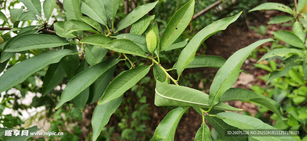 绿叶繁茂的桃树枝叶景观