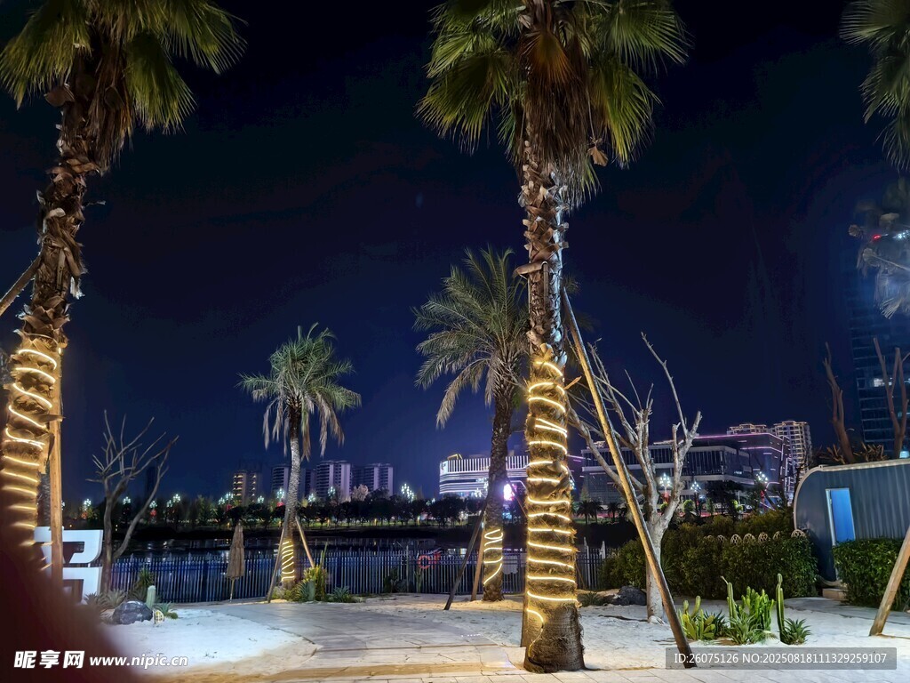夜晚海滨的棕榈树美景