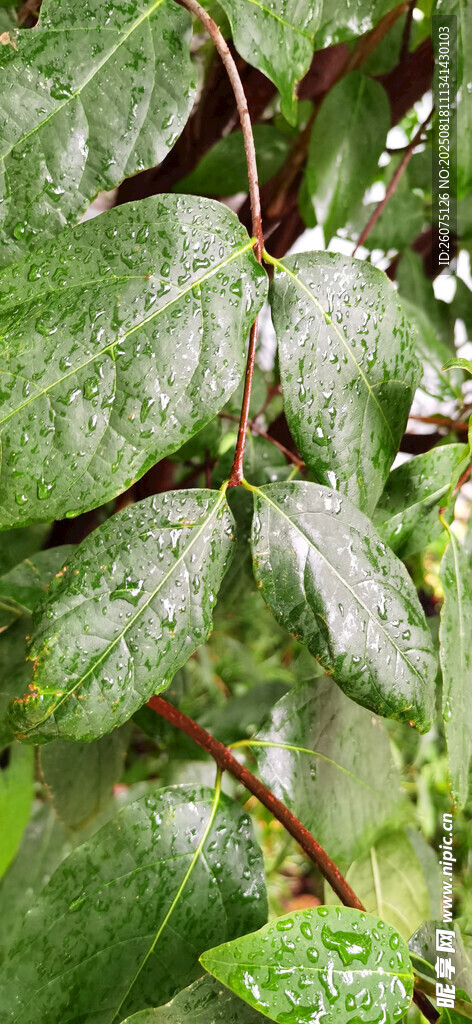 雨中翠绿叶片特写