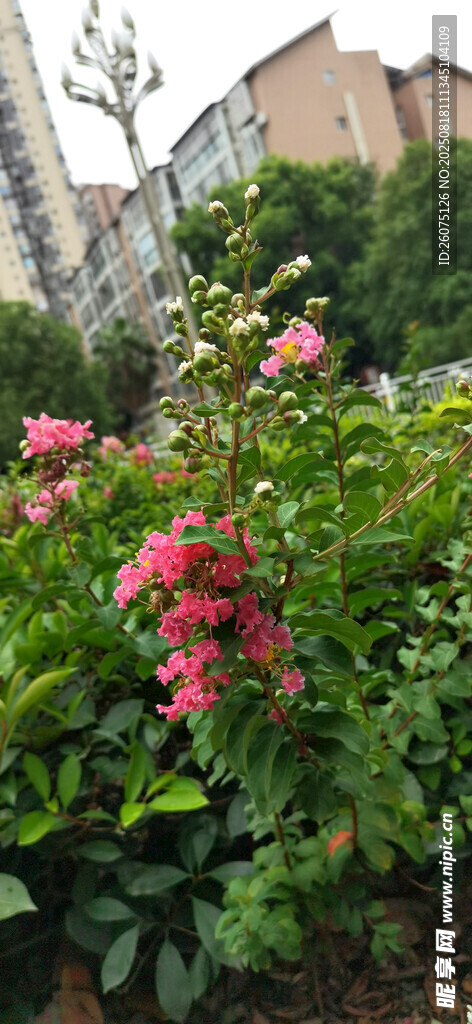 繁花盛开的绿植景观