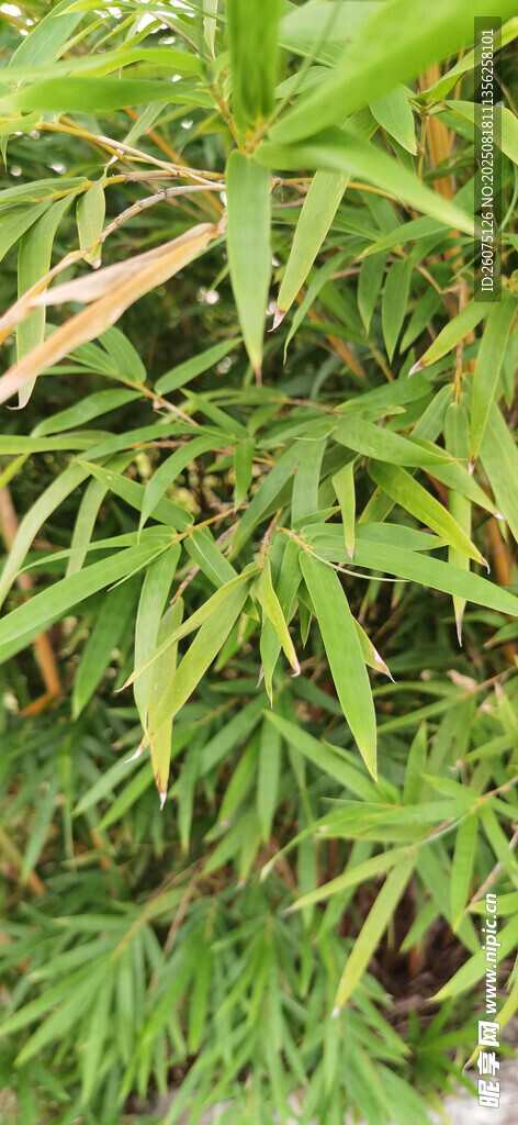翠绿繁茂的植物叶片