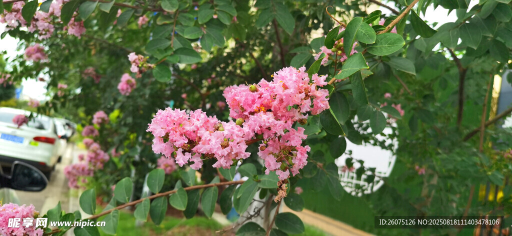 盛开的粉色紫薇繁花