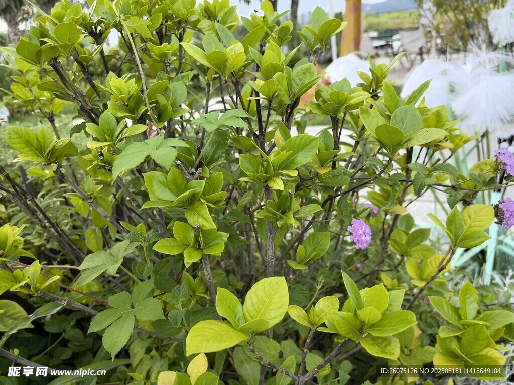 翠绿繁茂的绿植景观