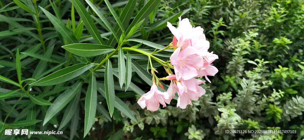 粉色夹竹桃花卉绽放于绿叶间