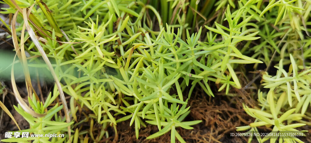 翠绿丛生植物特写