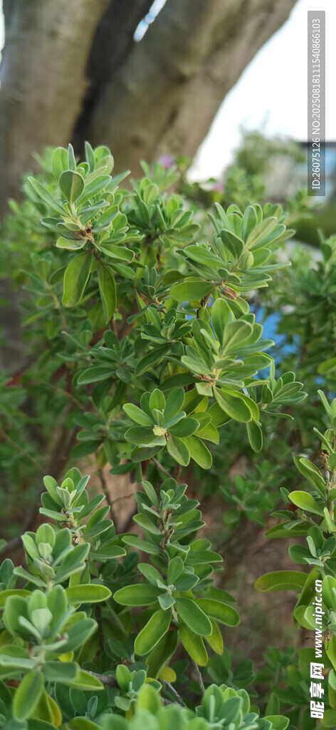 翠绿繁茂的灌木枝叶