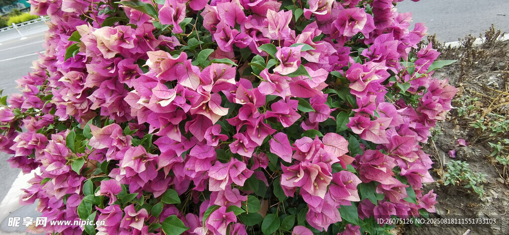 艳丽紫花绽放