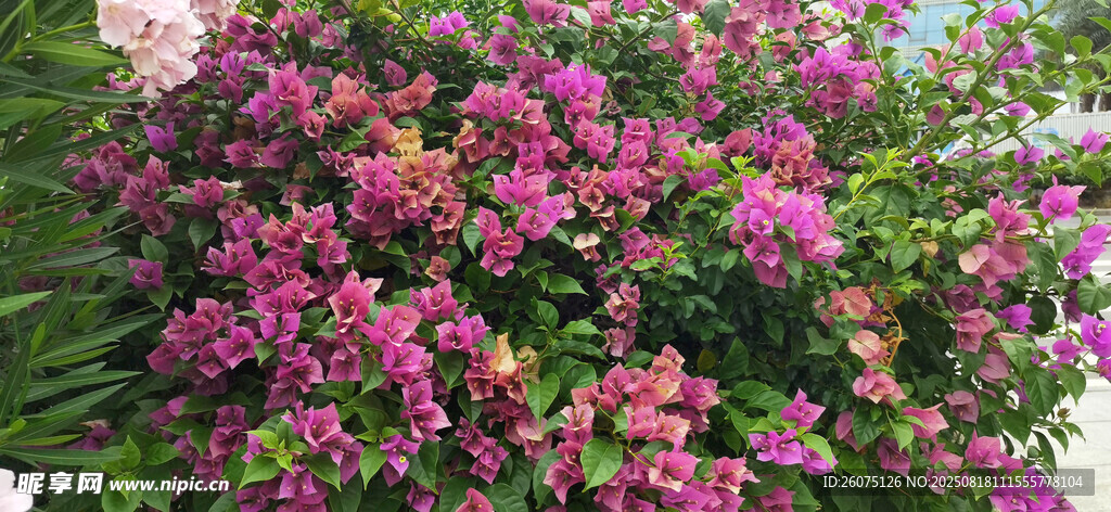繁花似锦的绚烂三角梅花丛