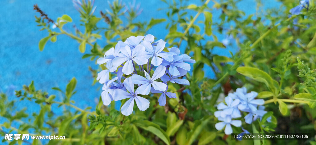 蓝花绽放于枝头