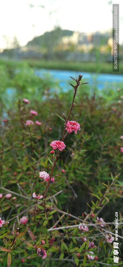 野外绽放的粉色小花