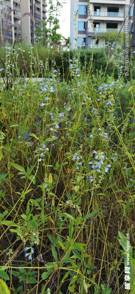 城市中的野生绿植景观