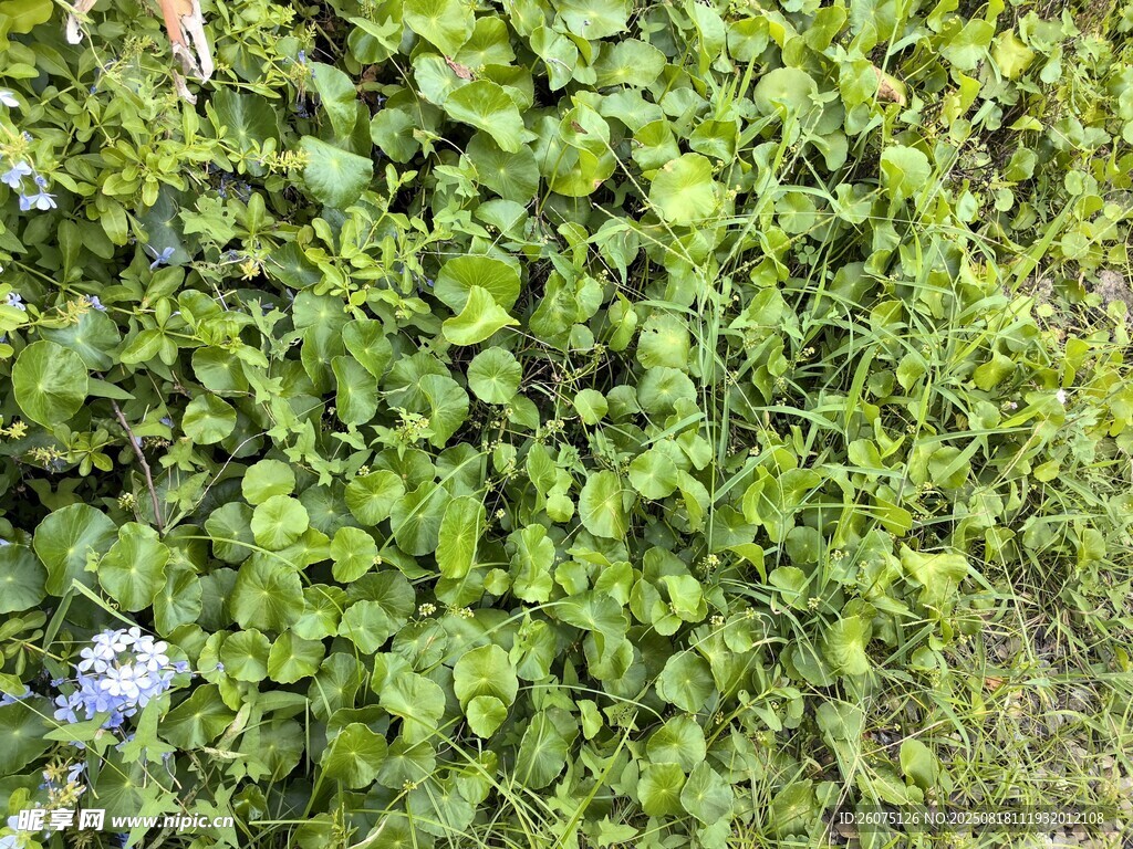 翠绿藤蔓与蓝花的自然景致