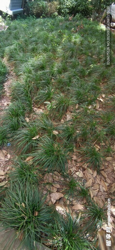 小区绿植草地