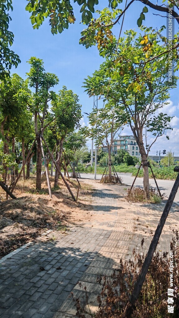 林间小道夏日清新景致