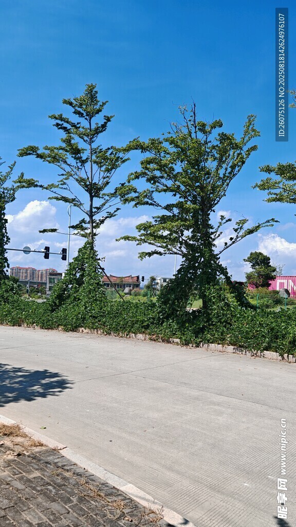 乡村路旁绿树蓝天景致