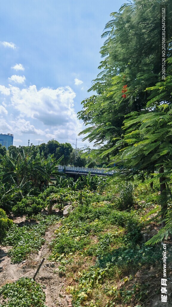 绿意盎然的户外植物景观