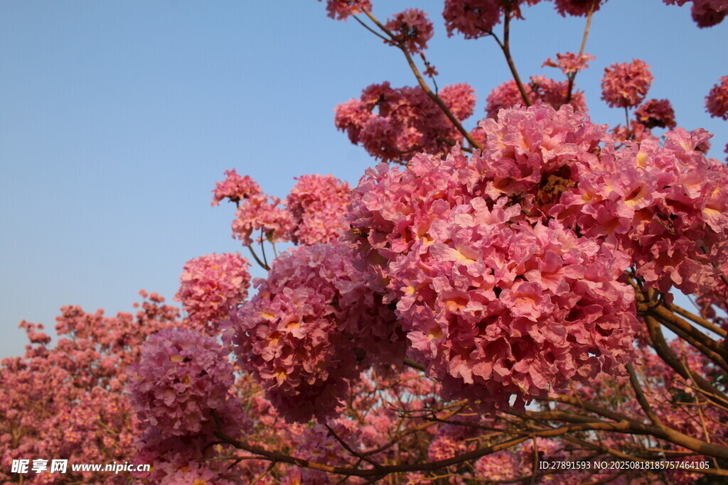 花海