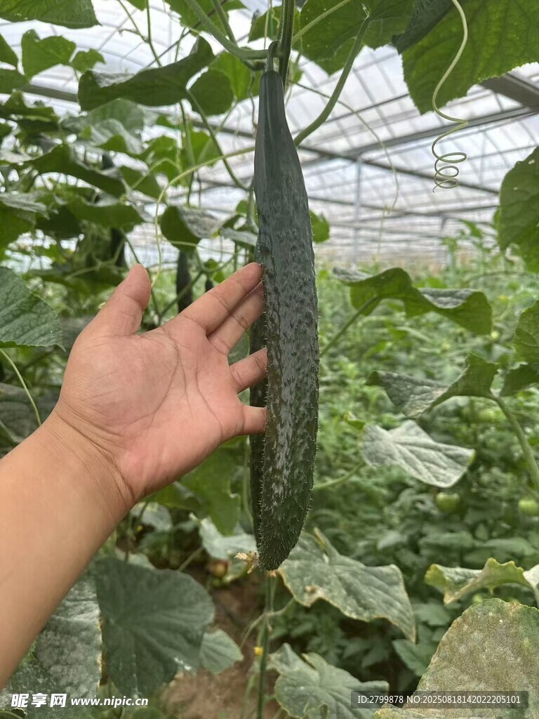 手托田间鲜嫩长形黄瓜