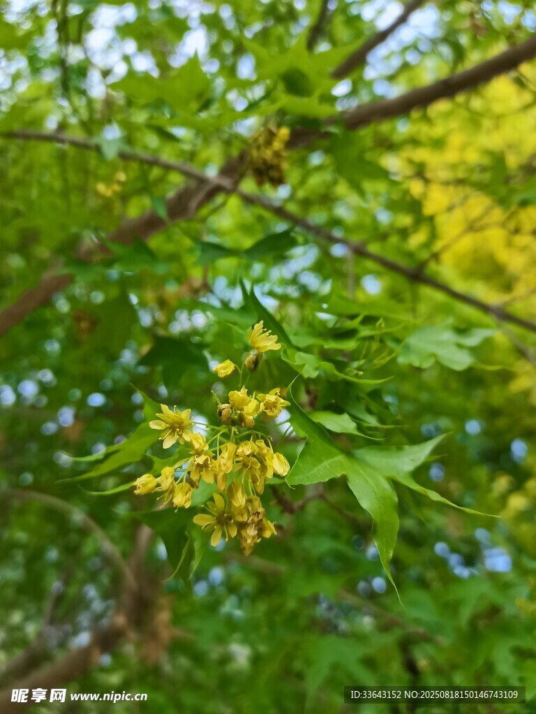 枝头绽放的嫩绿树叶花草