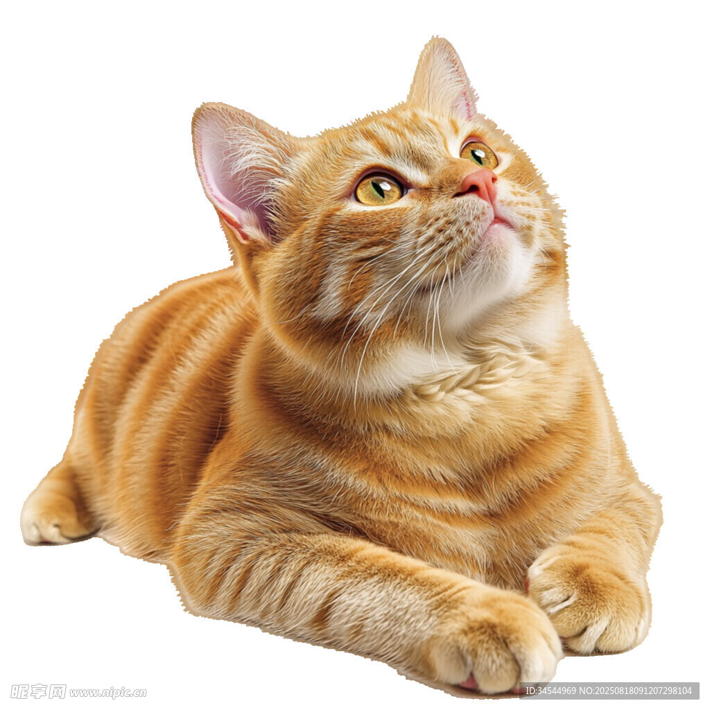 猫咪