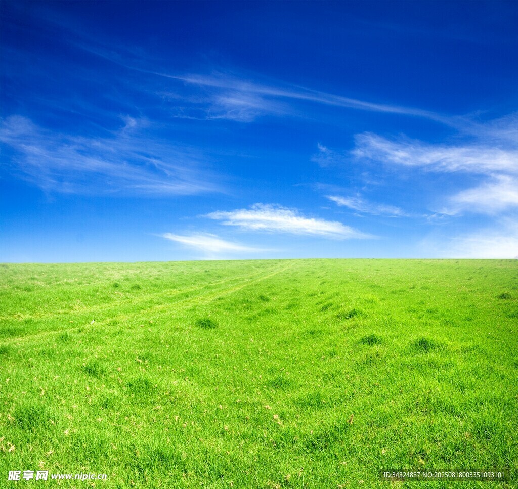 广袤绿野蓝天白云之景