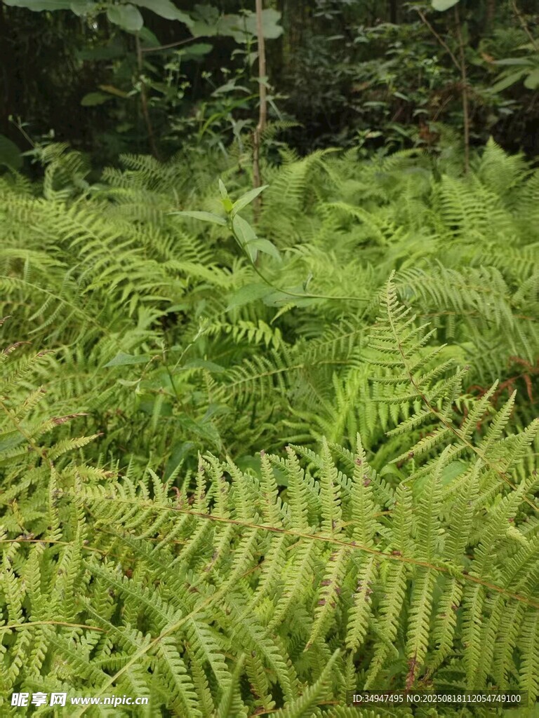 翠绿蕨类植物生机勃勃