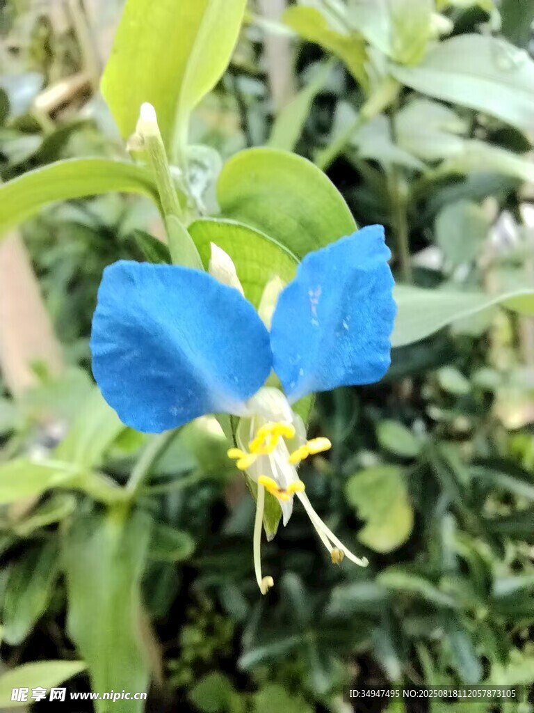蓝色小花绽放绿叶间
