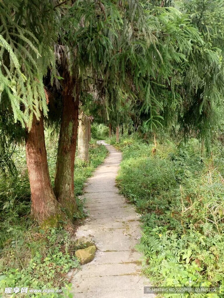 林间幽静小径
