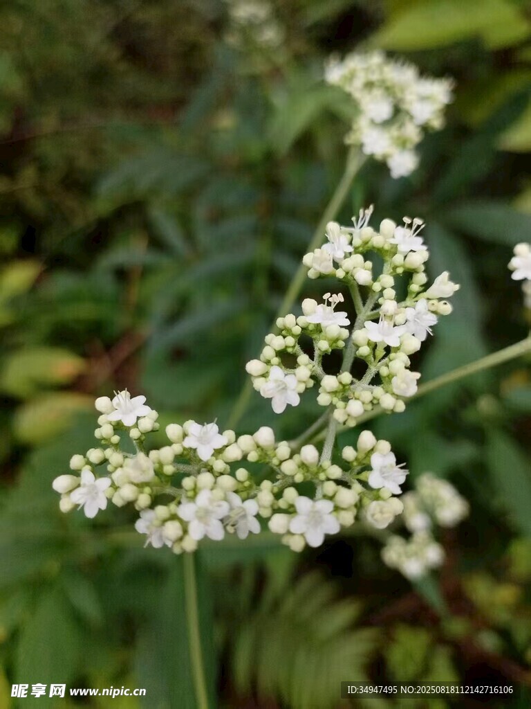 白色小花绽放于绿叶间