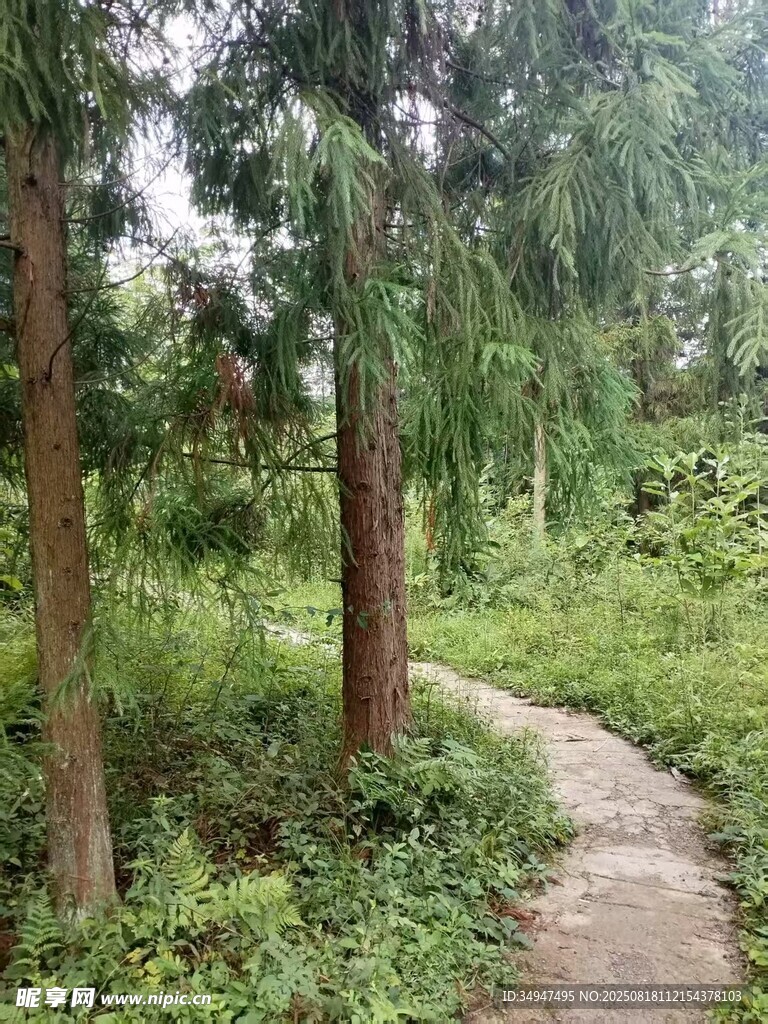 林间蜿蜒小径绿意盎然