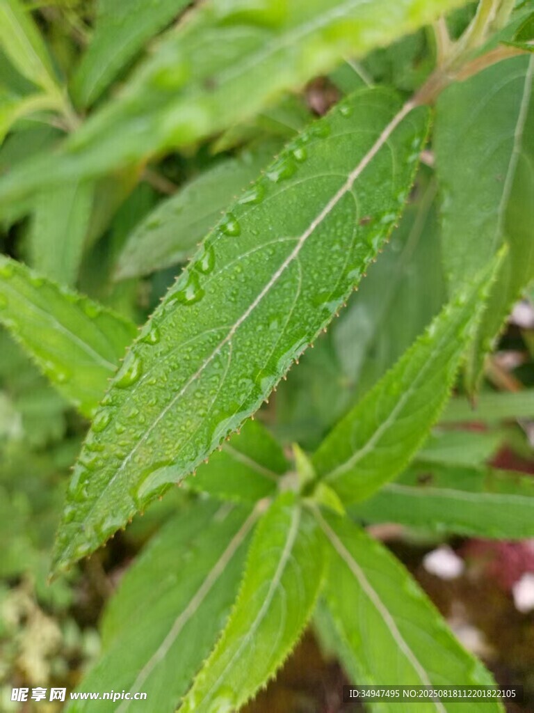 带露珠的翠绿叶片