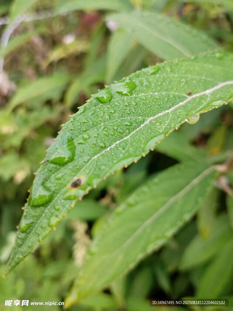 叶片上的晶莹露珠