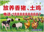 放养香猪土鸡